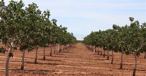 Pistachio Cultivation Information Guide | Agri Farming