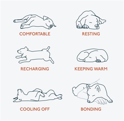 Dog Sleeping Positions And What They Mean - PetLab Co