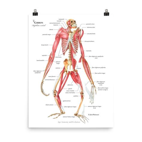 Anatomy Of Evolution