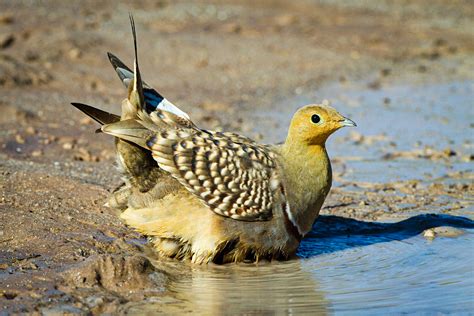 Scientists uncover the amazing way sandgrouse hold water in their feathers | MIT News ...