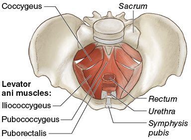 Pelvic Floor Muscles, Abdominal Muscles, Levator Ani, Axial Skeleton ...