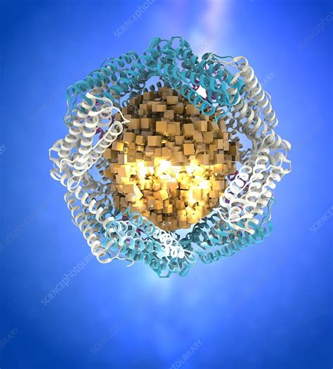 Ferritin structure, illustration - Stock Image - C051/0892 - Science Photo Library