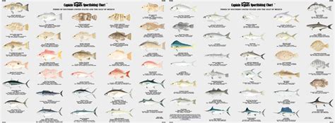 Gulf of Mexcio & Florida Fish Species Identification Chart