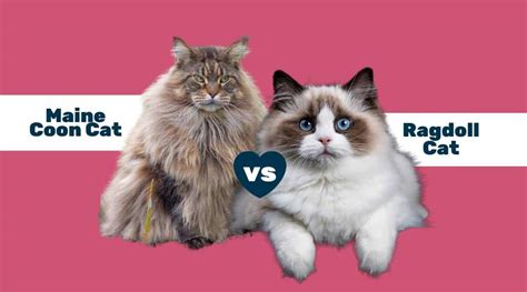 Maine Coon vs Ragdoll: What’s The Difference? - Love Your Cat