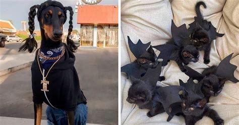 30 Times Pets Got The Best Costumes On Halloween | DeMilked