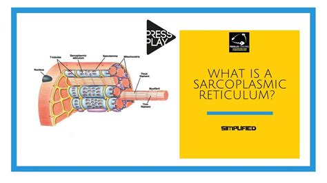 What Is Sarcoplasmic Reticulum - cloudshareinfo