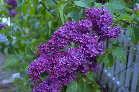 How to Grow Lilacs, its easier than you think! - Flower Patch Farmhouse