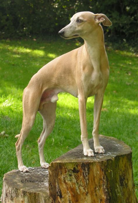 Whippet dog, Whippet, Dogs