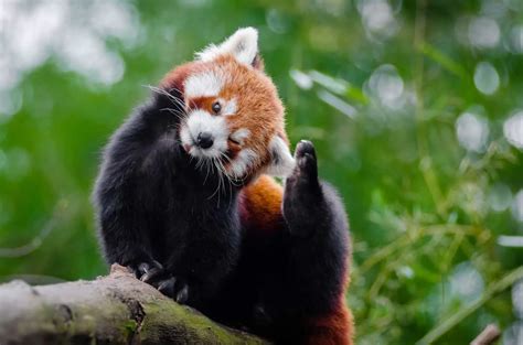 [Most Heart-Melting Animal] Cute Red Panda Raise Their Claws to ...