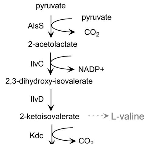 The pathway for isobutanol production. The KDC-dependent synthetic ...