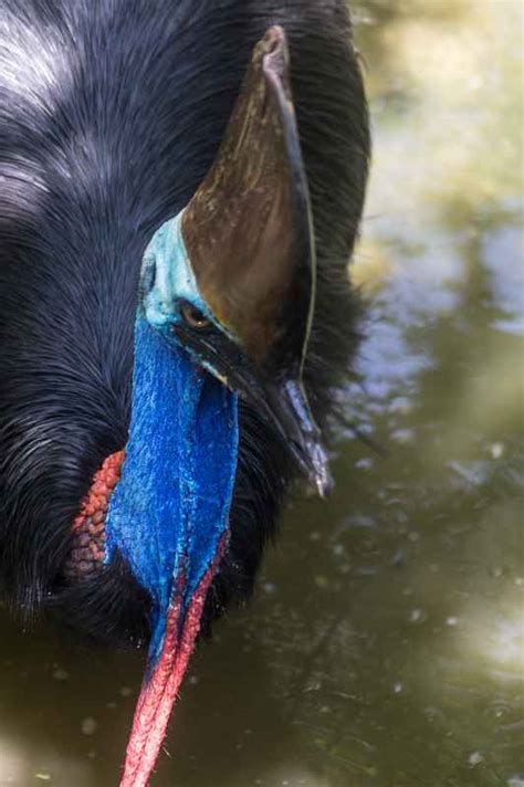 Cassowary, Port Douglas Wildlife Habitat | Wild animals | Australia | OzOutback