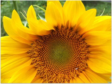 God's Growing Garden: ProCut Gold F1 Sunflower Variety