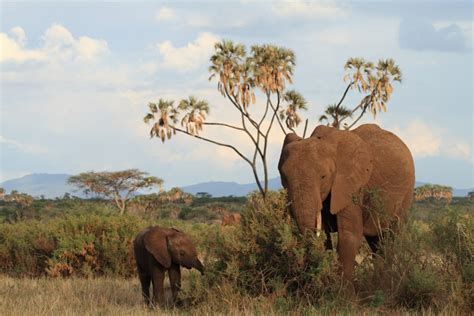 Samburu Animals – Samburu National Reserve