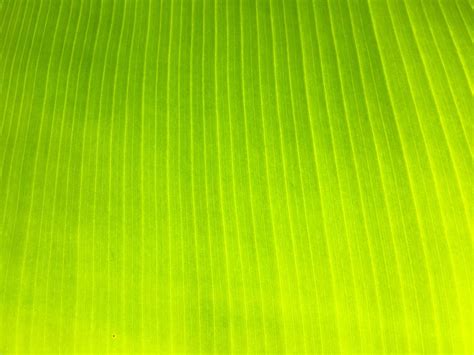 Banana leaf texture background 2139025 Stock Photo at Vecteezy