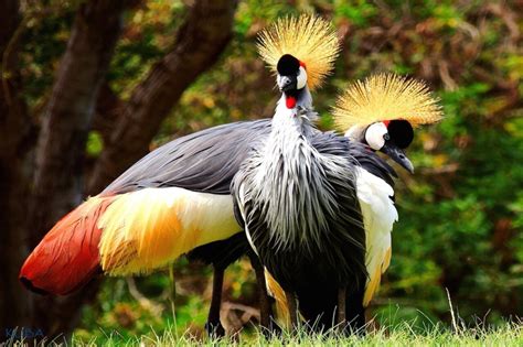 African Crowned Crane - Honolulu Zoo Society