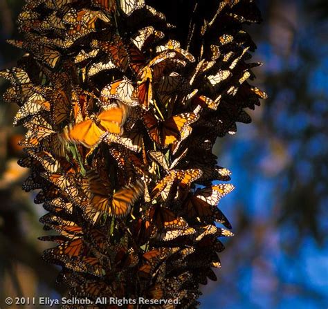 Monarch Butterflies, Natural Bridges State Beach, Santa Cruz, CA | Natural bridges state beach ...