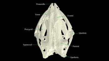 Necturus skull | Atlas of Comparative Vertebrate Anatomy