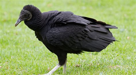 Black Vulture Nesting In a Barn | South Carolina Public Radio