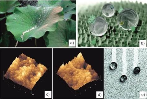 Lotus effect: (a) lotus leaf, (b) computer graphic of lotus leaf ...