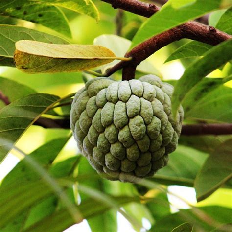 Atis: Filipino Fruit