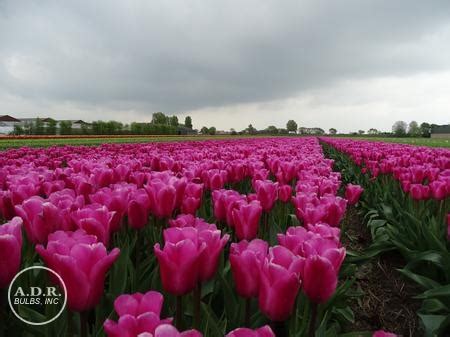 Tulipa Triumph 'Jumbo Pink' Tulip from ADR Bulbs