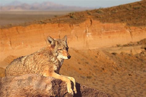 FAUNA DEL DESIERTO DE SONORA - Origen Noticias