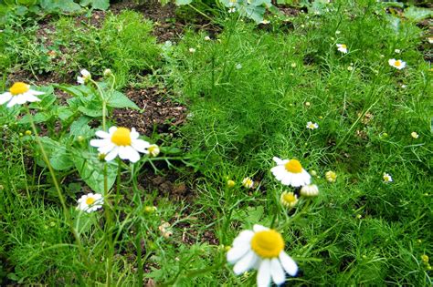 Five uses for dried Chamomile flowers | Dried Flower Craft