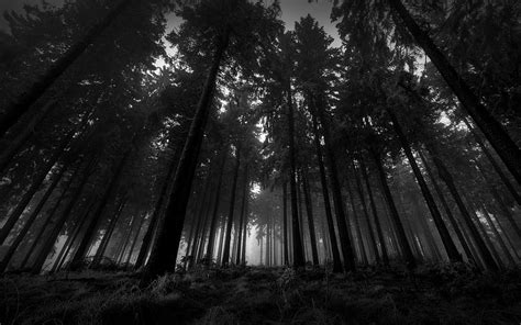 Creepy forest , tree, nature, black, forest, black and white, monochrome graphy, graph, natural ...