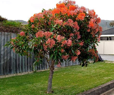 Fast Growing Shade Trees: 5 Varieties To Grow In Australia | Homes To Love | Australische tuin ...