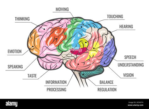 Cerebral Cortex Lobes And Functions