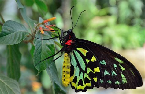 Butterfly Conservatory @ Niagara Falls | REJINCES