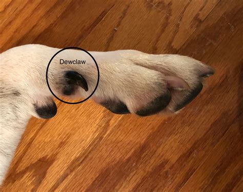 How to Find a Dogs Declaws | Paws in Training | Paws In Training