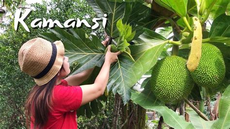 LIFE IN THE PHILIPINE COUNTRYSIDE | Cooking Kamansi or Breadfruit - YouTube