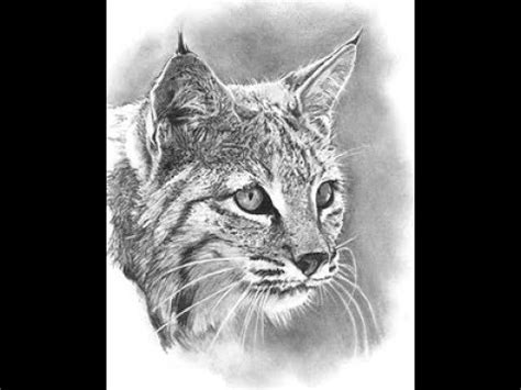 How to draw Bobcat easy Pencil drawing step by step - YouTube