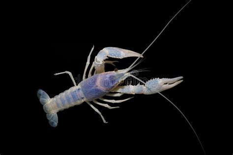 Crayfish Procambarus Clarkii Ghost In The Aquarium Stock Image - Image ...