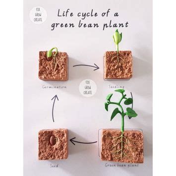 Bean Plant Life Cycle