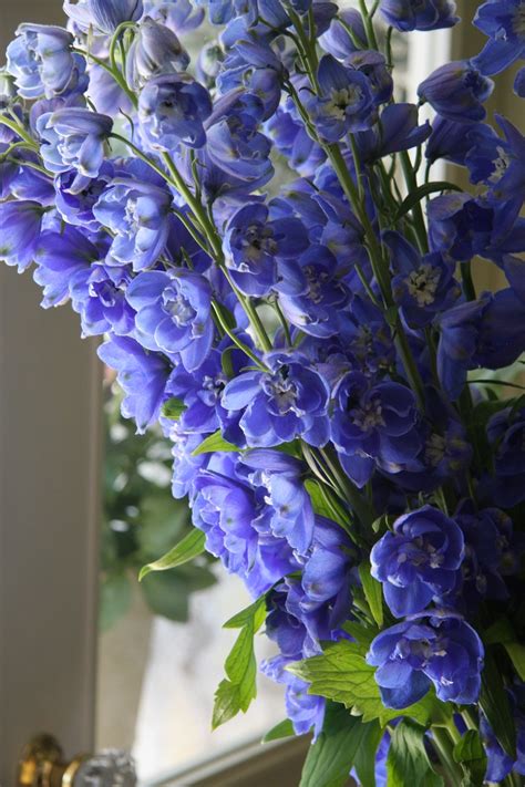 Delphinium Aurora blue | Hoa