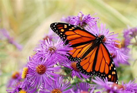 23 Especially Stunning Rare Butterflies