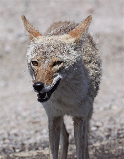 Death Valley Coyote | This fellow walked right up to me. I t… | Flickr