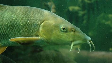 The Barbel: habitat, characteristics and curiosities