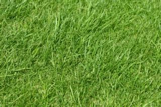 Free Photo | Grass, pattern