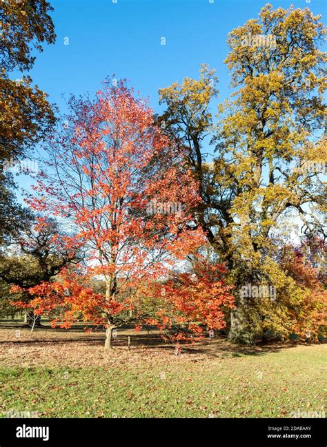 Autumn colour ar Castle Howard Arboretum Stock Photo - Alamy