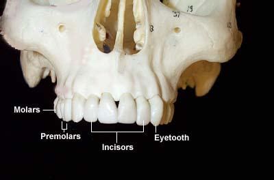 human canine teeth how many