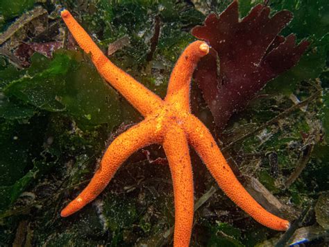 Sea Stars—Starfish—PNW Ocean Life—Species Identification — Edmonds Underwater Park