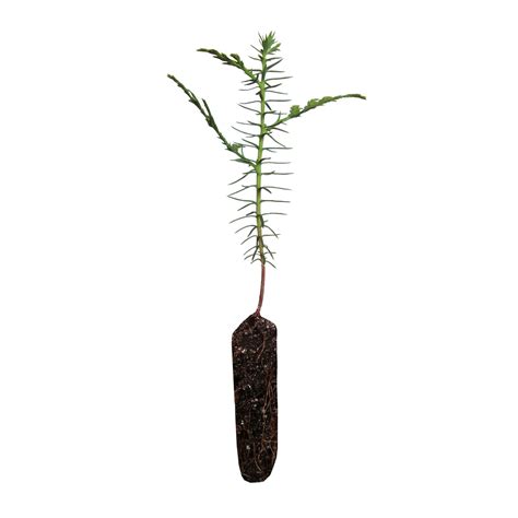 Western Red Cedar | Small Tree Seedling – SequoiaTrees.com