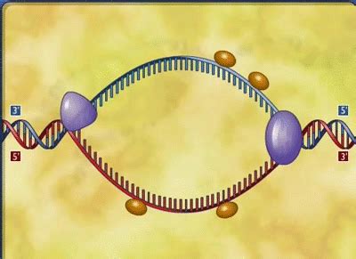 DNA Replication Biology College, Biology Classroom, Biology Teacher, Biology Notes, Science ...