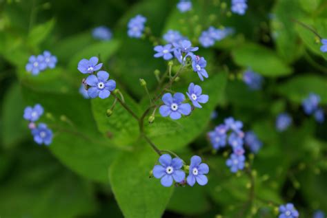 Brunera wielkolistna (Brunnera macrophylla) | Shade plants, Plants, Macrophylla