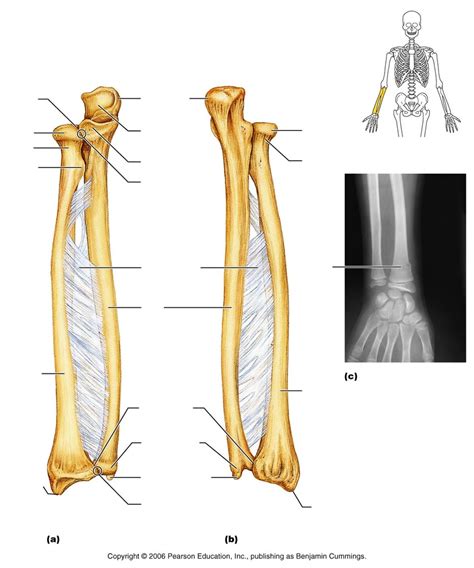 Forearm bones Diagram | Quizlet