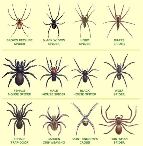 How to Spider-Proof Your Home (There’s One Thing That Actually Works) | Spider identification ...