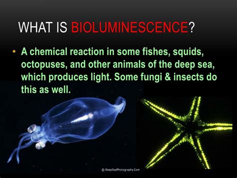 PPT - Bioluminescence PowerPoint Presentation, free download - ID:2100767